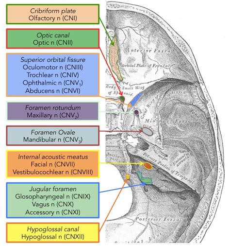 Cranial Foramina - Foramen Ovale - Skull - TeachMeAnatomy