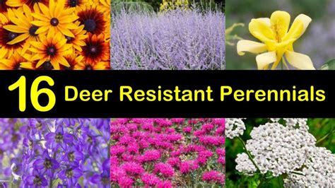 16 Deer Resistant Perennials that Won't Be on the Wildlife Menu