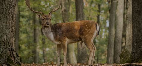 Belgrade Meat Center | Deer processing