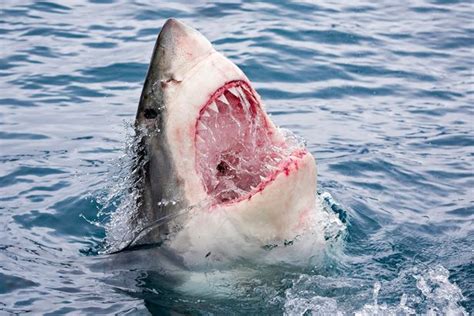 Things You Should Know About Great White Shark Teeth