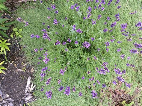 Lavender and wooly thyme Wooly Thyme, Grounds, Lavender, Garden, Plants ...