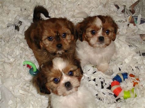 Cava-Tzu (Cavalier King Charles Spaniel Shih-Tzu Mix) Temperament ...