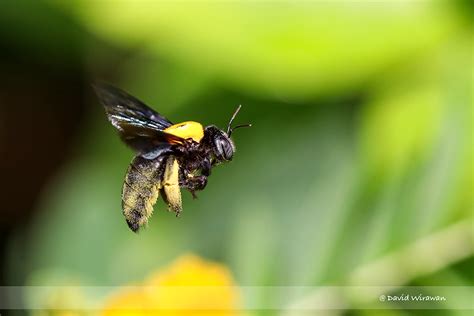 Yellow-and-black Carpenter Bee - Singapore Geographic