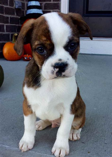 Boston Terrier Boxer Mix For Adoption | PETSIDI