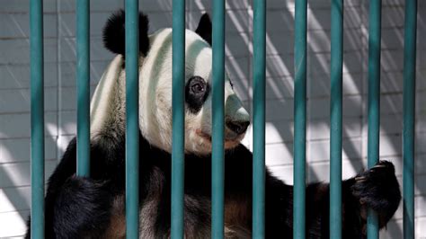 Humans should stop meddling with pandas and let them die — Quartz