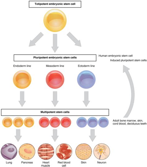 Difference Between Totipotent and Pluripotent | Definition, Differentiation, Uses, Examples