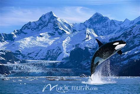 Orca Whale Breaching Wallpaper Mural by Magic Murals