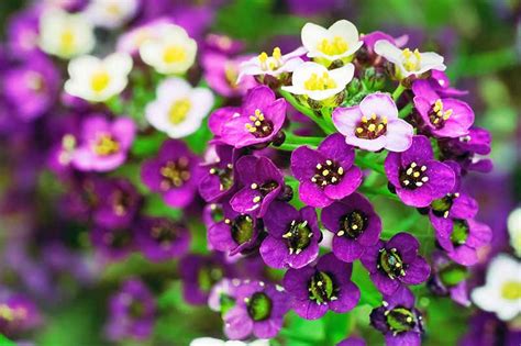 How to Grow Sweet Alyssum (Lobularia maritima) | Gardener’s Path