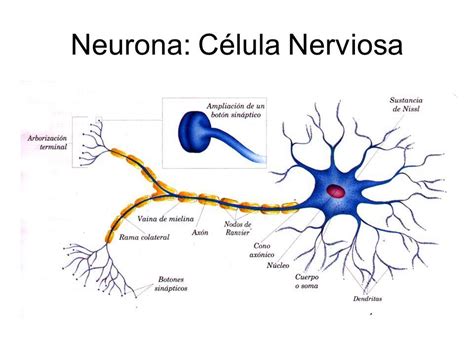 Estructura de la célula nerviosa. - Brainly.lat