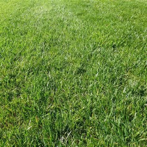 Perennial Ryegrass - Turf Identification - Lawn Addicts