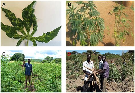 Frontiers | Expansion and impact of cassava brown streak and cassava ...