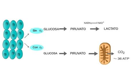 Glucolisis Aerobia vs. Anaerobia - YouTube