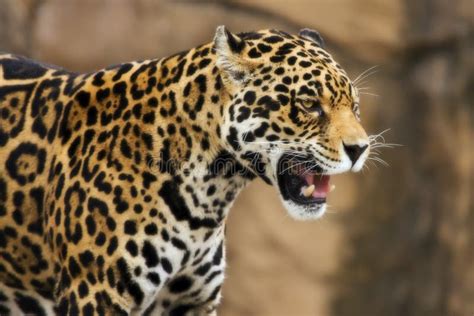 Jaguar Growling Royalty Free Stock Image - Image: 8724426