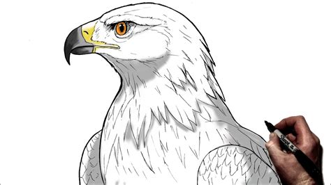 How To Draw A Golden Eagle | Step By Step - YouTube