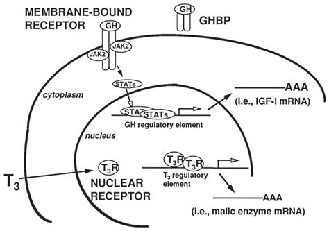 General mechanisms of hormone action. The action of peptide hormones ...