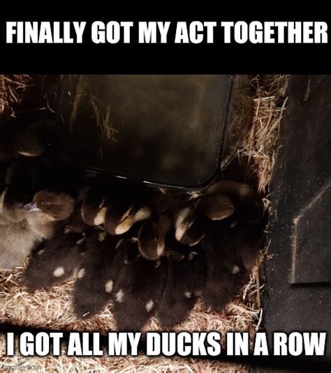 Ducks in a row - Imgflip