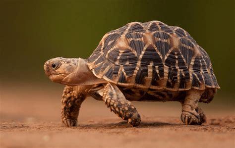 What Do Tortoises Eat And How Much Do They Cost?, 55% OFF