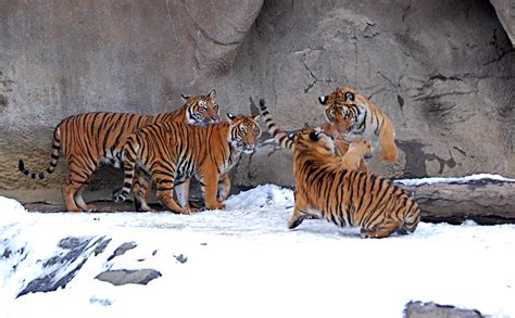 Tiger Cub Games | Two tiger cubs wrestle while their brother… | Flickr