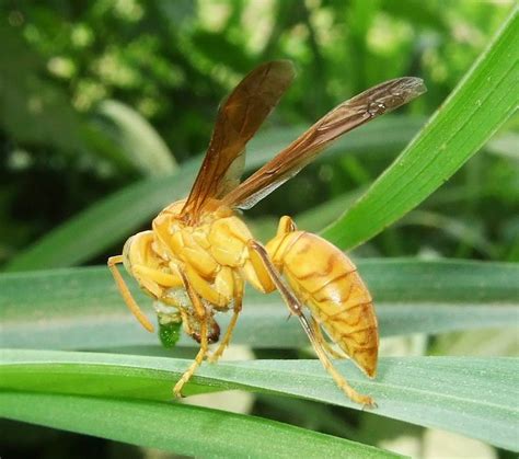 Yellow Paper Wasps | Nature, Cultural, and Travel Photography Blog