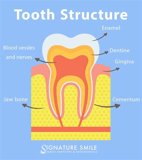 Dentin and the Components of Your Teeth - Signature Smile