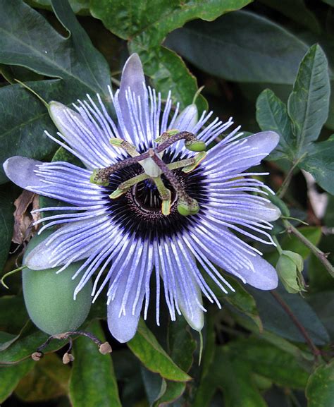 Blue Bouquet Passion Flower Plant -Passiflora - 4" Pot - Walmart.com