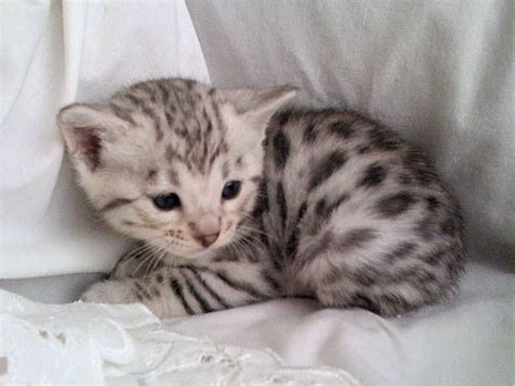 Silver Bengal kitten | Bengal kitten, Silver bengal cat, Bengal cat kitten