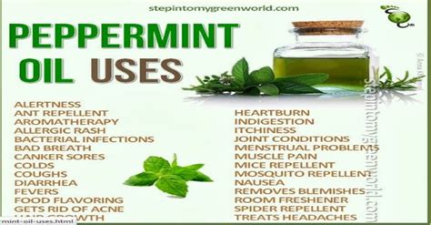 Improve Hair Growth And Hygiene With This With This Peppermint Oil. - Healthy Holistic Living ...