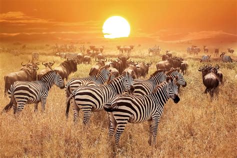 Kenya Wildlife Safari Packages - smarTours