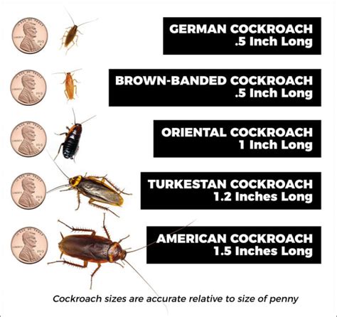 Roach Identification Chart