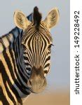 Zebra Portrait Close Up Free Stock Photo - Public Domain Pictures