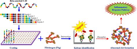 Epitope Mapping