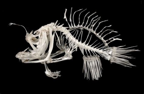 angler fish skeleton | Animal skeletons, Animal drawings, Fish art