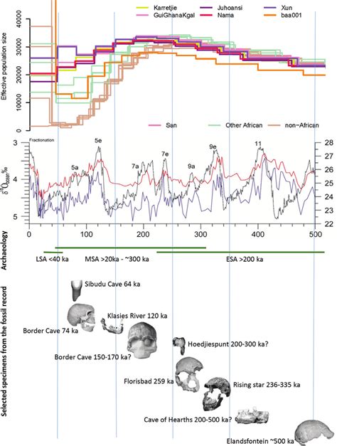 2 Top graph: Effective population sizes estimated for single... | Download Scientific Diagram