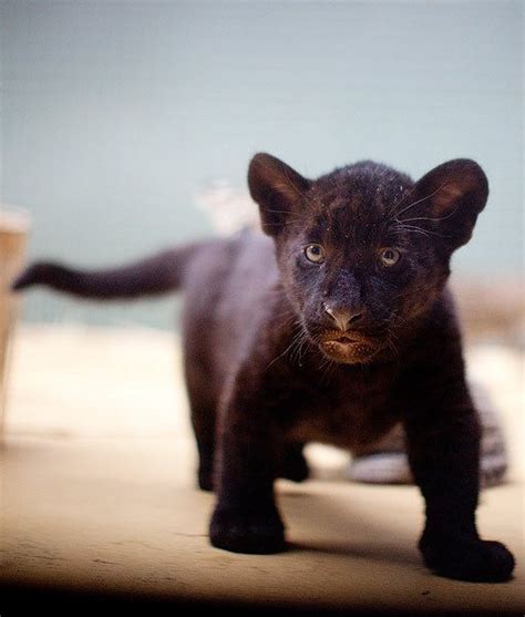 A startled rare black tiger cub. : pics