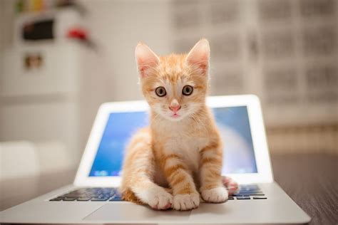 HD wallpaper: Cats, Baby Animal, Kitten, Laptop, Pet | Wallpaper Flare