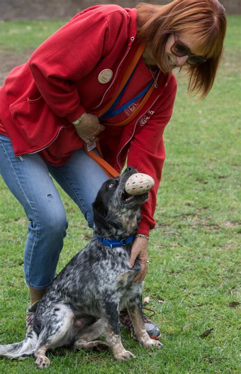 600 dogs and cats to be available for adoption at the Irvine animal shelter on Sunday – Orange ...