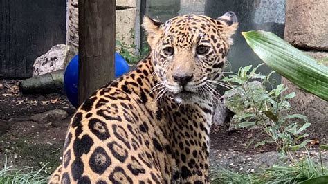 New Orleans Audubon Zoo takes in a rescued jaguar cub : NPR