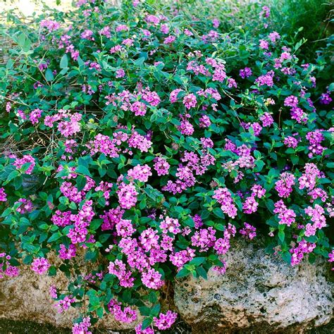 Purple Lantana Plants for Sale | BrighterBlooms.com