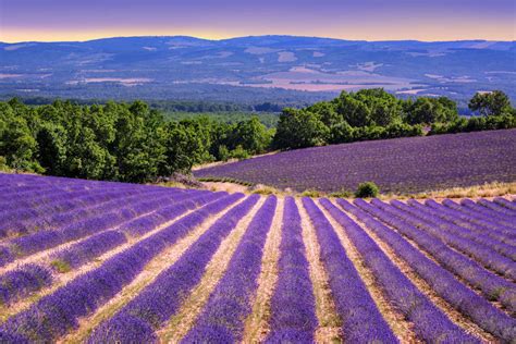 Provence Lavender Tour, Arles