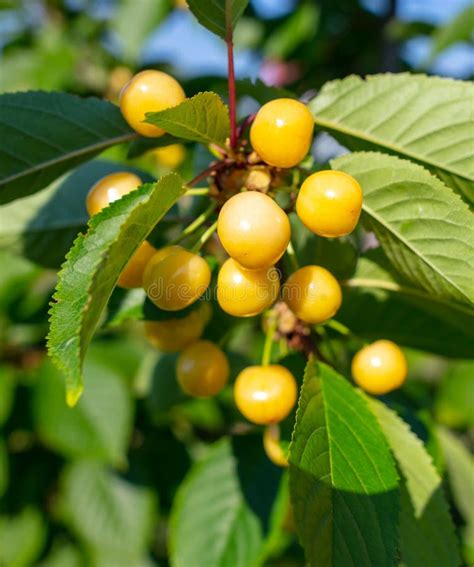 Yellow Cherry on a Tree Branch in the Nature Stock Image - Image of ...