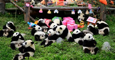 China to send more pandas to US, jump-starting new era of 'panda ...