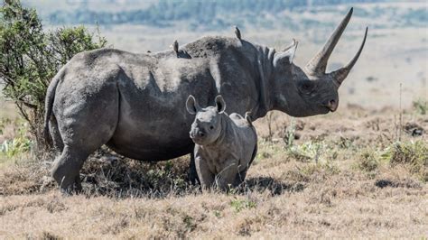 Rhinoceros Fact Sheet | Blog | Nature | PBS