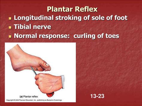 PPT - Exercise 22: Reflex Physiology PowerPoint Presentation, free ...