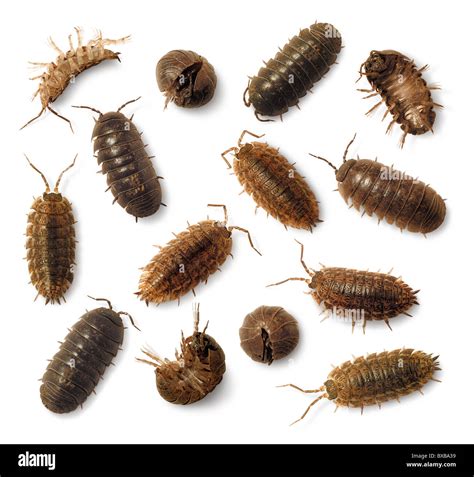 Roly poly bug hi-res stock photography and images - Alamy