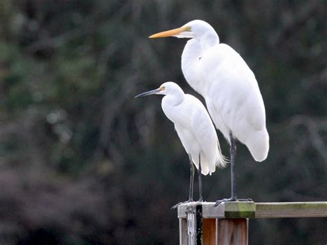 Little Egret Breeding Plumage