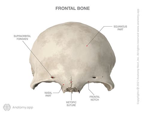 Frontal bone | Encyclopedia | Anatomy.app | Learn anatomy | 3D models ...