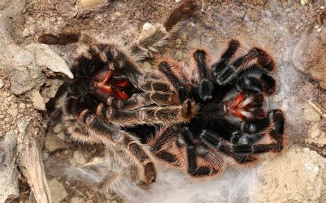 What is tarantula molting? - The Spider Blog