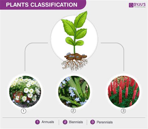 Biennial Plants Life Cycle