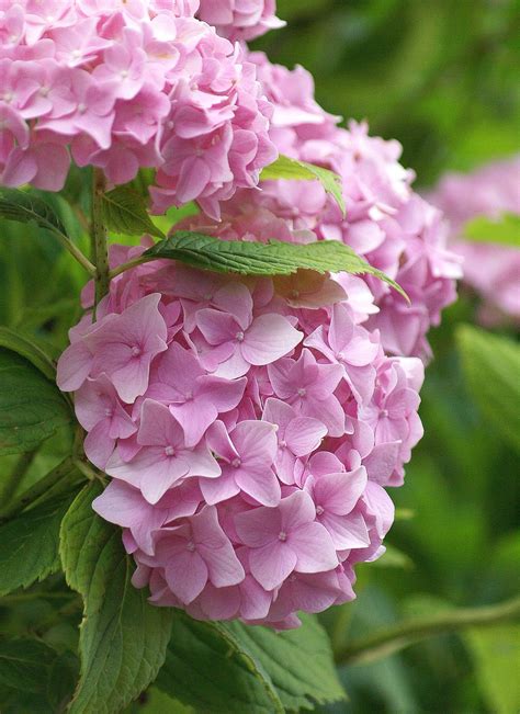 Free Images : field, flower, spring, garden, pink, hydrangea, flowers, petals, shrub, carnation ...