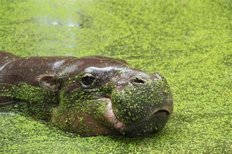 Pygmy hippopotamus 765808 Stock Photo at Vecteezy